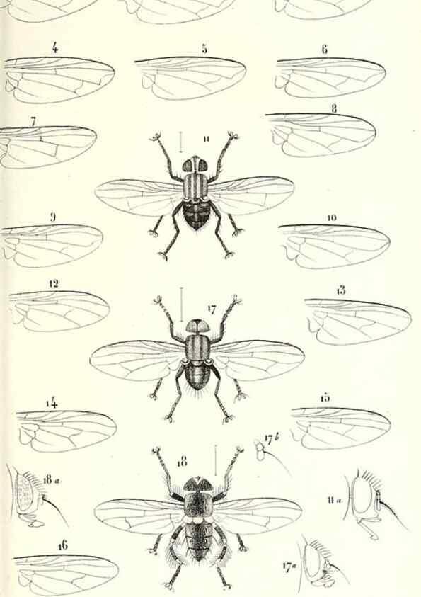 Reproducción/Reproduction 48602103462: Diptères exotiques nouveaux ou peu connus. Paris :Roret,1838-[43]. 