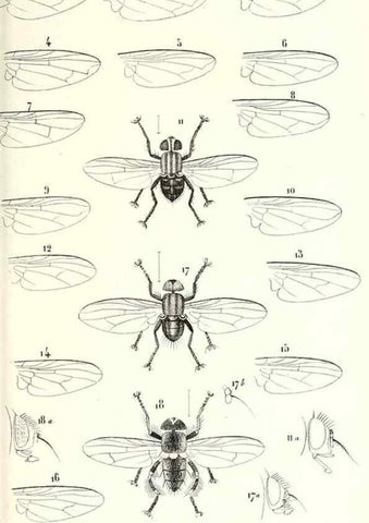 Reproducción/Reproduction 48602103462: Diptères exotiques nouveaux ou peu connus. Paris :Roret,1838-[43]. 