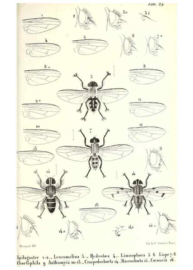 Reproducción/Reproduction 48601968336: Diptères exotiques nouveaux ou peu connus. Paris :Roret,1838-[43]. 