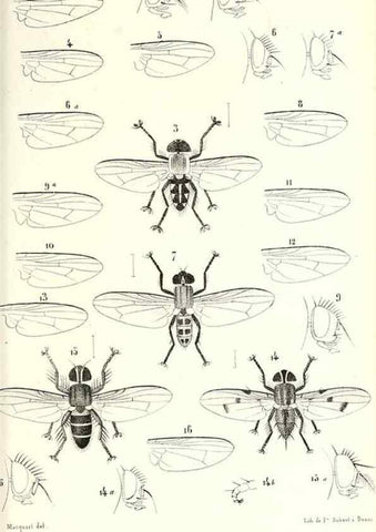 Reproducción/Reproduction 48601968336: Diptères exotiques nouveaux ou peu connus. Paris :Roret,1838-[43]. 