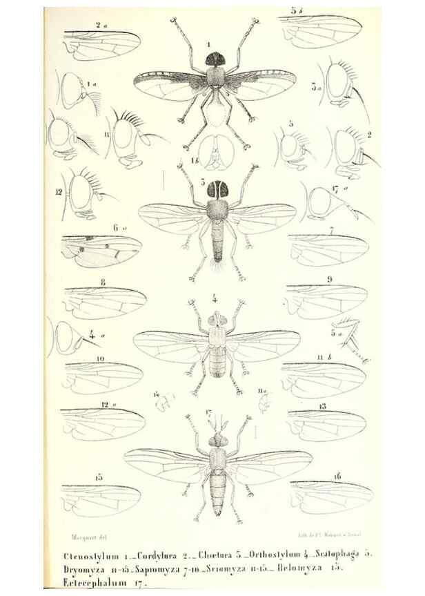 Reproducción/Reproduction 48602104382: Diptères exotiques nouveaux ou peu connus. Paris :Roret,1838-[43]. 