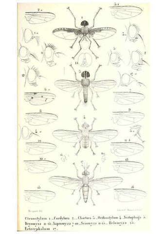 Reproducción/Reproduction 48602104382: Diptères exotiques nouveaux ou peu connus. Paris :Roret,1838-[43]. 