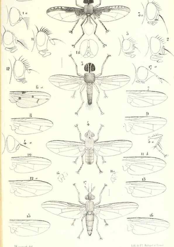 Reproducción/Reproduction 48602104382: Diptères exotiques nouveaux ou peu connus. Paris :Roret,1838-[43]. 