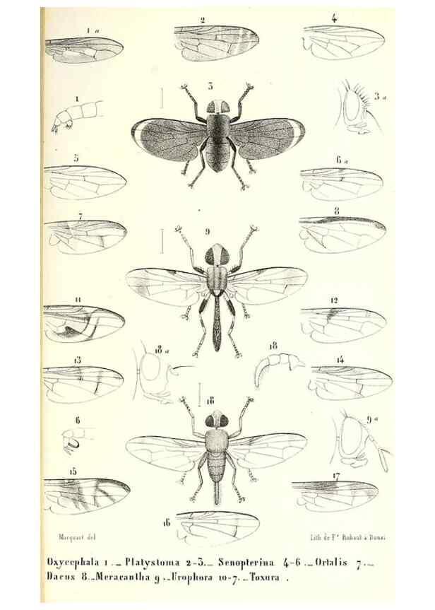Reproducción/Reproduction 48601969486: Diptères exotiques nouveaux ou peu connus. Paris :Roret,1838-[43]. 