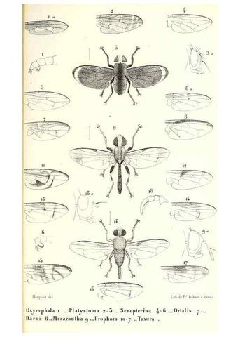 Reproducción/Reproduction 48601969486: Diptères exotiques nouveaux ou peu connus. Paris :Roret,1838-[43]. 