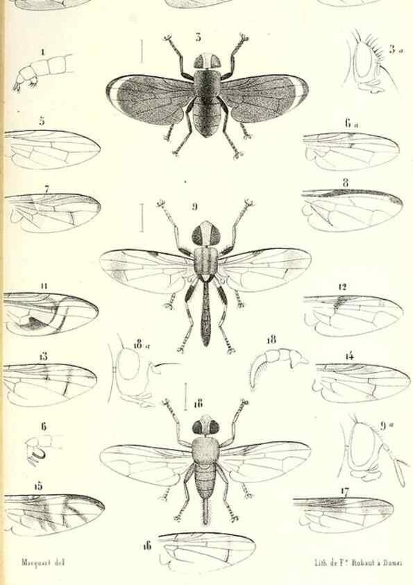 Reproducción/Reproduction 48601969486: Diptères exotiques nouveaux ou peu connus. Paris :Roret,1838-[43]. 