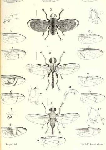 Reproducción/Reproduction 48601969486: Diptères exotiques nouveaux ou peu connus. Paris :Roret,1838-[43]. 