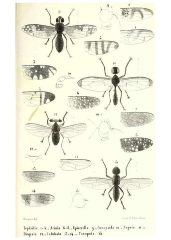 Reproducción/Reproduction 48602105457: Diptères exotiques nouveaux ou peu connus. Paris :Roret,1838-[43]. 