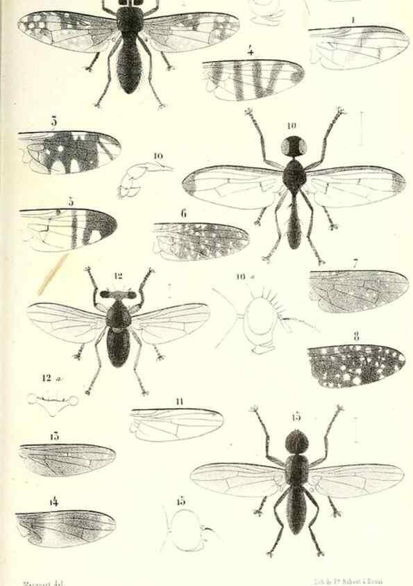 Reproducción/Reproduction 48602105457: Diptères exotiques nouveaux ou peu connus. Paris :Roret,1838-[43]. 