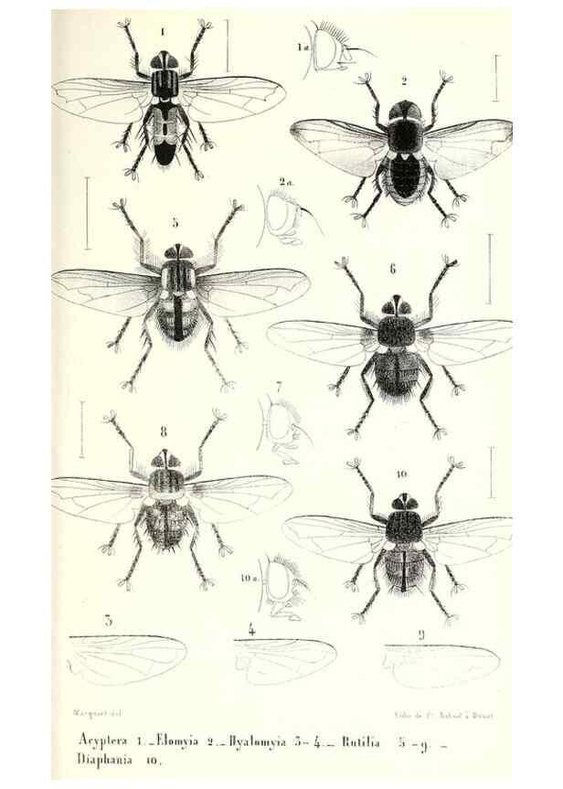 Reproducción/Reproduction 48601966336: Diptères exotiques nouveaux ou peu connus. Paris :Roret,1838-[43]. 