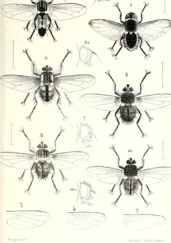 Reproducción/Reproduction 48601966336: Diptères exotiques nouveaux ou peu connus. Paris :Roret,1838-[43]. 