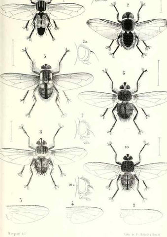 Reproducción/Reproduction 48601966336: Diptères exotiques nouveaux ou peu connus. Paris :Roret,1838-[43]. 