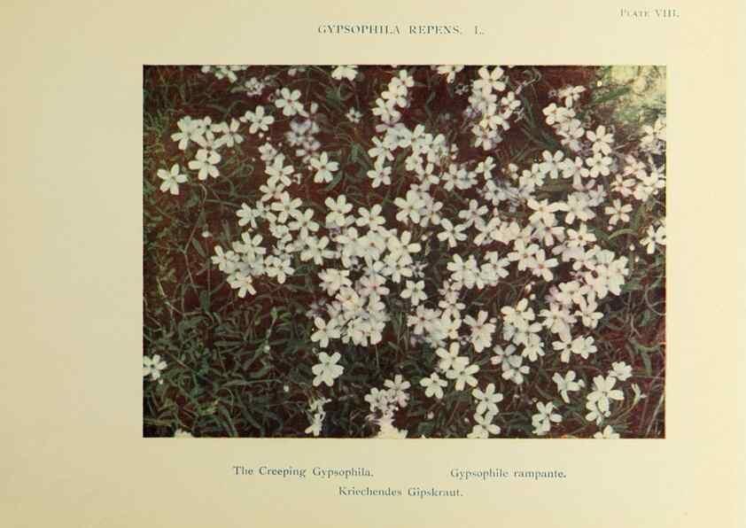 Reproducción/Reproduction 48592357537: Summer flowers of the high Alps /. London :Dent ;1910.. 