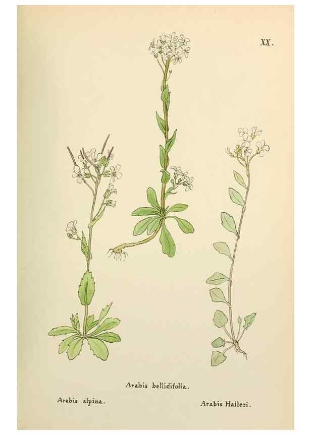 Reproducción/Reproduction 48591668861: Flowers of the Engadine.. Winchester,Printed for the Author by Warren and Son,1891.. 