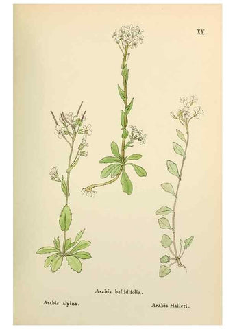 Reproducción/Reproduction 48591668861: Flowers of the Engadine.. Winchester,Printed for the Author by Warren and Son,1891.. 