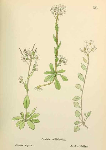 Reproducción/Reproduction 48591668861: Flowers of the Engadine.. Winchester,Printed for the Author by Warren and Son,1891.. 