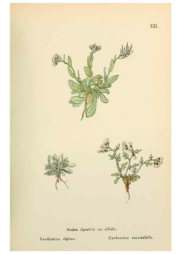 Reproducción/Reproduction 48591814627: Flowers of the Engadine.. Winchester,Printed for the Author by Warren and Son,1891.. 