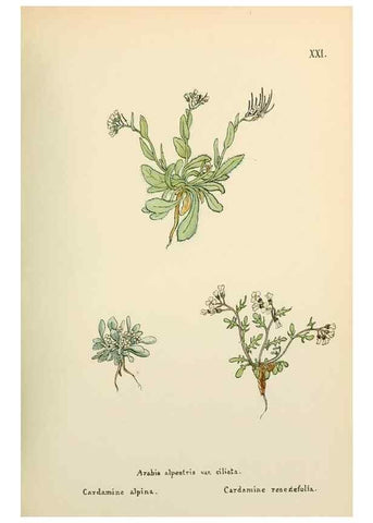 Reproducción/Reproduction 48591814627: Flowers of the Engadine.. Winchester,Printed for the Author by Warren and Son,1891.. 