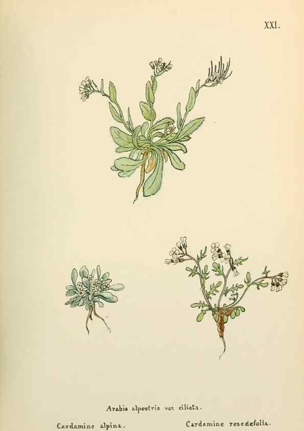 Reproducción/Reproduction 48591814627: Flowers of the Engadine.. Winchester,Printed for the Author by Warren and Son,1891.. 