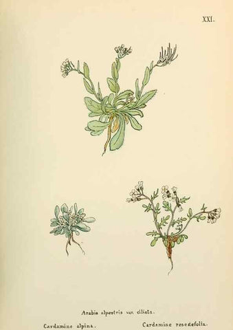 Reproducción/Reproduction 48591814627: Flowers of the Engadine.. Winchester,Printed for the Author by Warren and Son,1891.. 