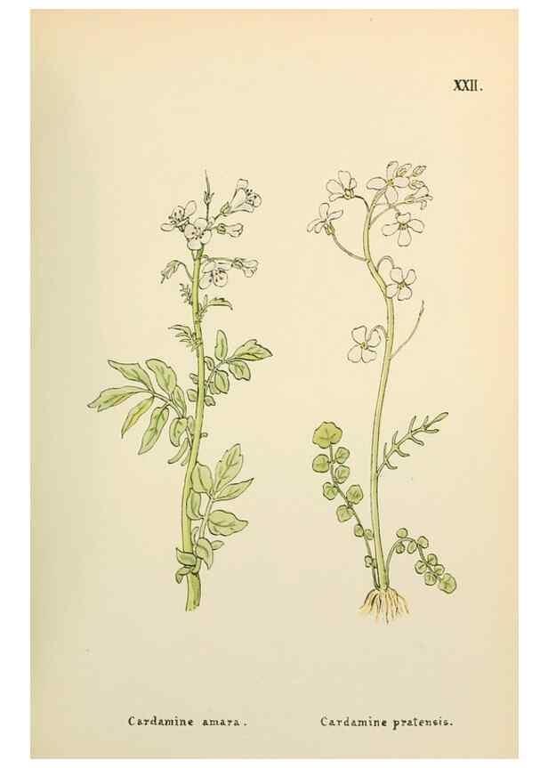 Reproducción/Reproduction 48591669791: Flowers of the Engadine.. Winchester,Printed for the Author by Warren and Son,1891.. 