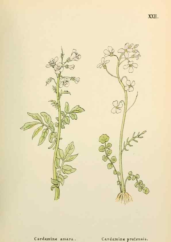 Reproducción/Reproduction 48591669791: Flowers of the Engadine.. Winchester,Printed for the Author by Warren and Son,1891.. 