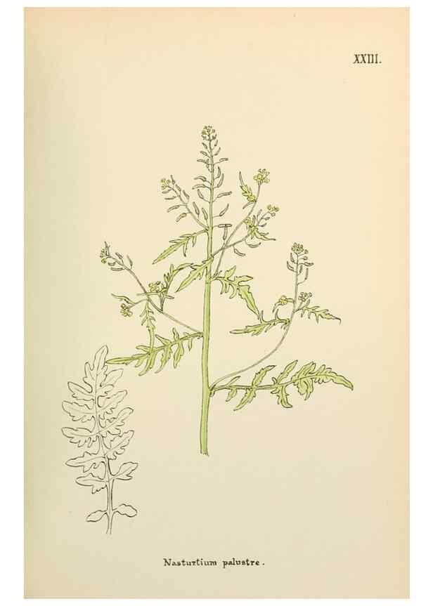 Reproducción/Reproduction 48591815512: Flowers of the Engadine.. Winchester,Printed for the Author by Warren and Son,1891.. 