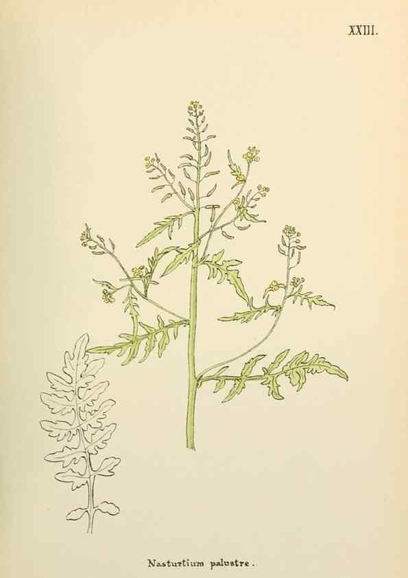Reproducción/Reproduction 48591815512: Flowers of the Engadine.. Winchester,Printed for the Author by Warren and Son,1891.. 