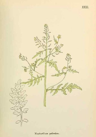 Reproducción/Reproduction 48591815512: Flowers of the Engadine.. Winchester,Printed for the Author by Warren and Son,1891.. 