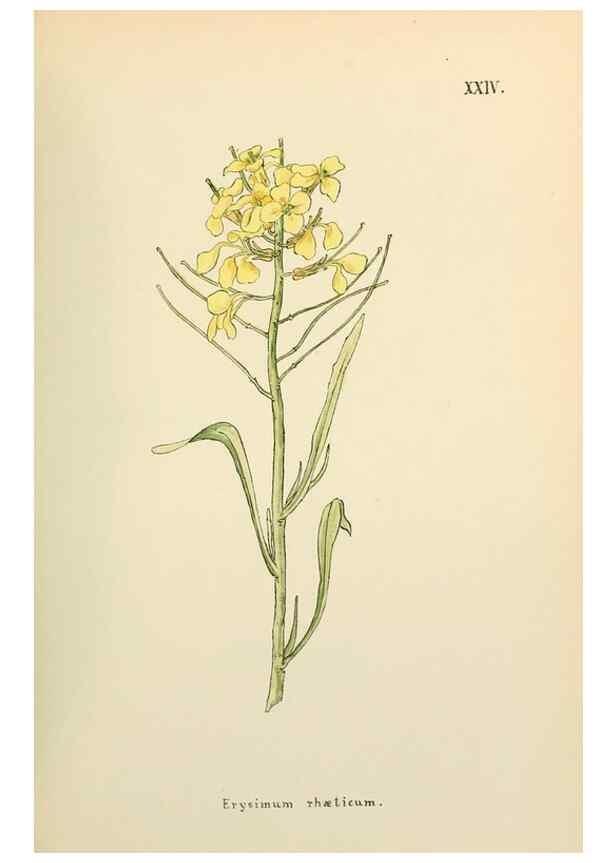 Reproducción/Reproduction 48591670411: Flowers of the Engadine.. Winchester,Printed for the Author by Warren and Son,1891.. 