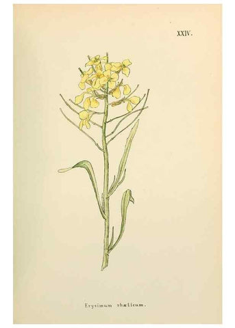 Reproducción/Reproduction 48591670411: Flowers of the Engadine.. Winchester,Printed for the Author by Warren and Son,1891.. 