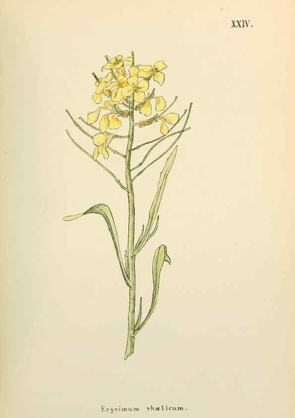 Reproducción/Reproduction 48591670411: Flowers of the Engadine.. Winchester,Printed for the Author by Warren and Son,1891.. 