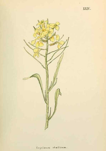 Reproducción/Reproduction 48591670411: Flowers of the Engadine.. Winchester,Printed for the Author by Warren and Son,1891.. 