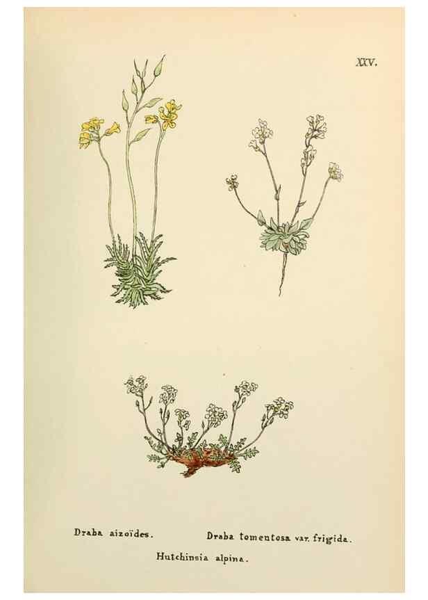 Reproducción/Reproduction 48591816312: Flowers of the Engadine.. Winchester,Printed for the Author by Warren and Son,1891.. 