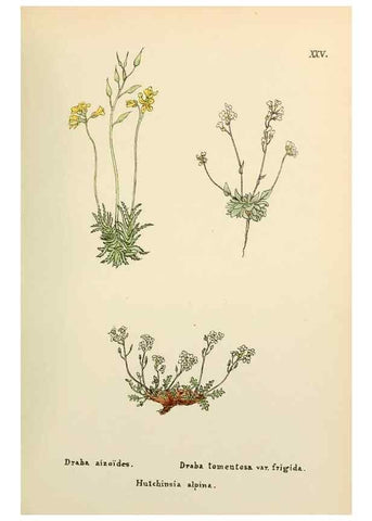 Reproducción/Reproduction 48591816312: Flowers of the Engadine.. Winchester,Printed for the Author by Warren and Son,1891.. 