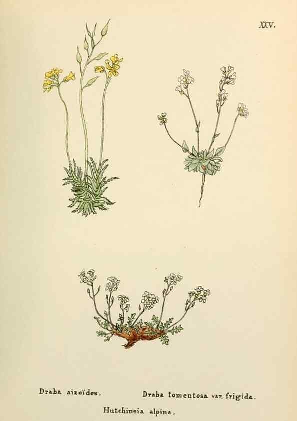 Reproducción/Reproduction 48591816312: Flowers of the Engadine.. Winchester,Printed for the Author by Warren and Son,1891.. 