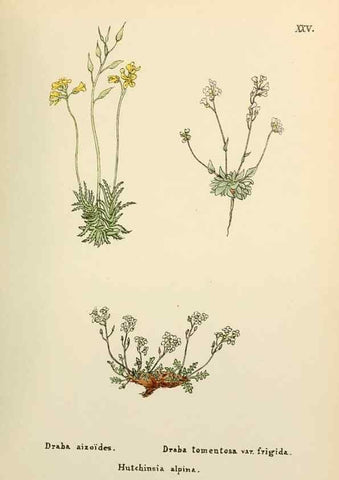 Reproducción/Reproduction 48591816312: Flowers of the Engadine.. Winchester,Printed for the Author by Warren and Son,1891.. 