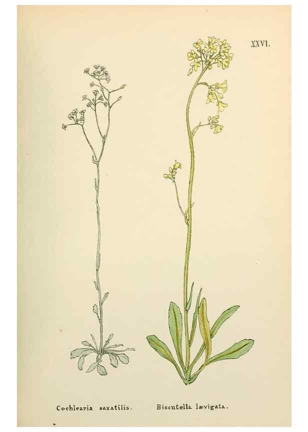 Reproducción/Reproduction 48591671216: Flowers of the Engadine.. Winchester,Printed for the Author by Warren and Son,1891.. 