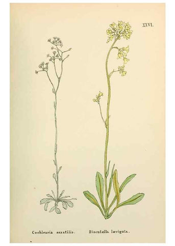 Reproducción/Reproduction 48591671216: Flowers of the Engadine.. Winchester,Printed for the Author by Warren and Son,1891.. 