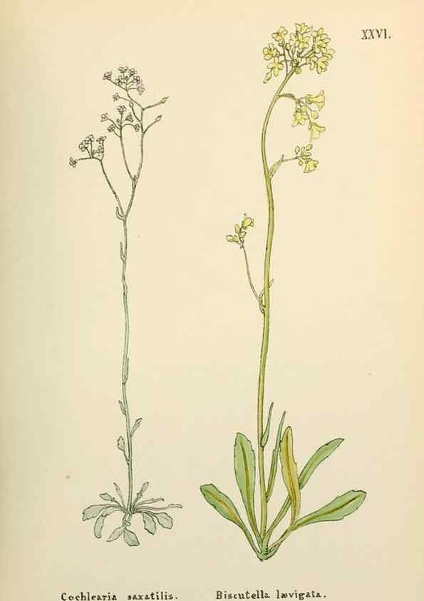 Reproducción/Reproduction 48591671216: Flowers of the Engadine.. Winchester,Printed for the Author by Warren and Son,1891.. 