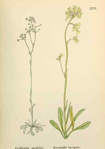 Reproducción/Reproduction 48591671216: Flowers of the Engadine.. Winchester,Printed for the Author by Warren and Son,1891.. 