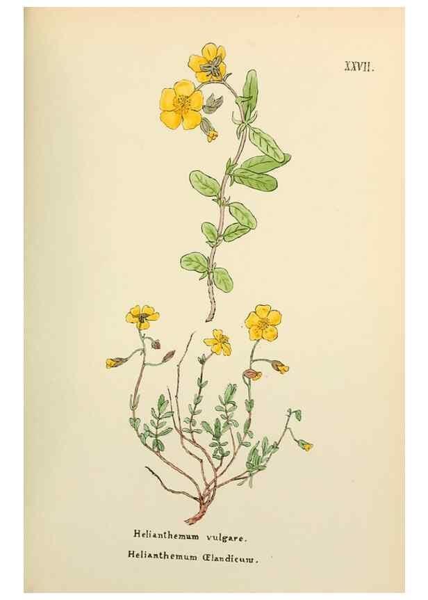 Reproducción/Reproduction 48591671651: Flowers of the Engadine.. Winchester,Printed for the Author by Warren and Son,1891.. 