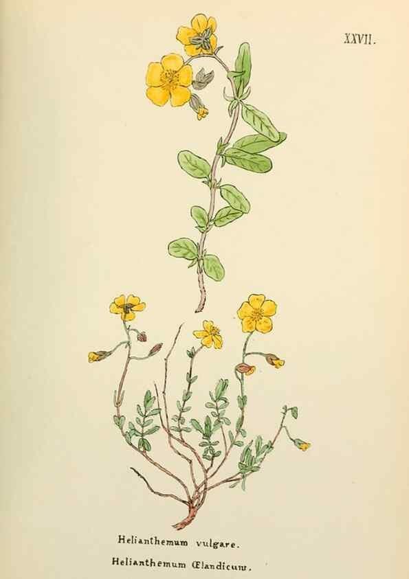 Reproducción/Reproduction 48591671651: Flowers of the Engadine.. Winchester,Printed for the Author by Warren and Son,1891.. 
