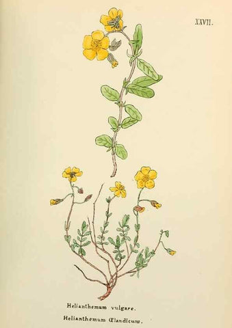 Reproducción/Reproduction 48591671651: Flowers of the Engadine.. Winchester,Printed for the Author by Warren and Son,1891.. 