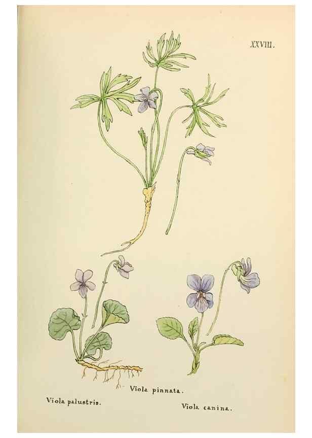 Reproducción/Reproduction 48591672341: Flowers of the Engadine.. Winchester,Printed for the Author by Warren and Son,1891.. 