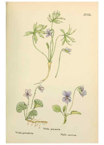 Reproducción/Reproduction 48591672341: Flowers of the Engadine.. Winchester,Printed for the Author by Warren and Son,1891.. 
