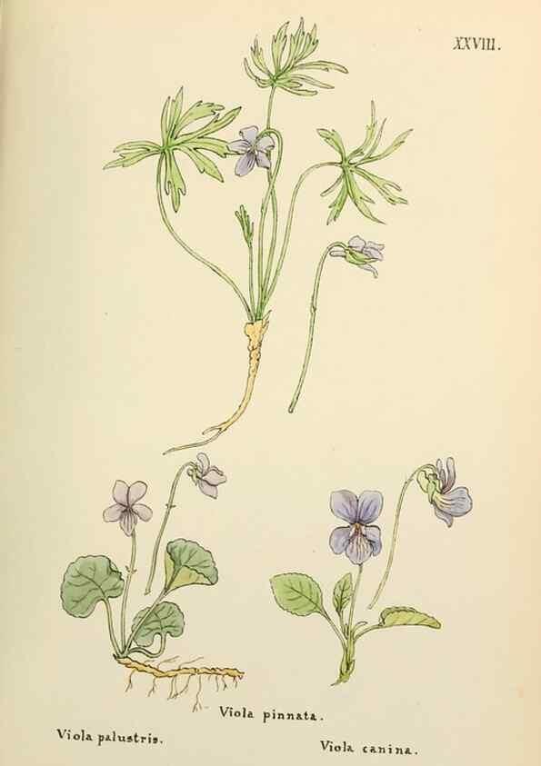 Reproducción/Reproduction 48591672341: Flowers of the Engadine.. Winchester,Printed for the Author by Warren and Son,1891.. 