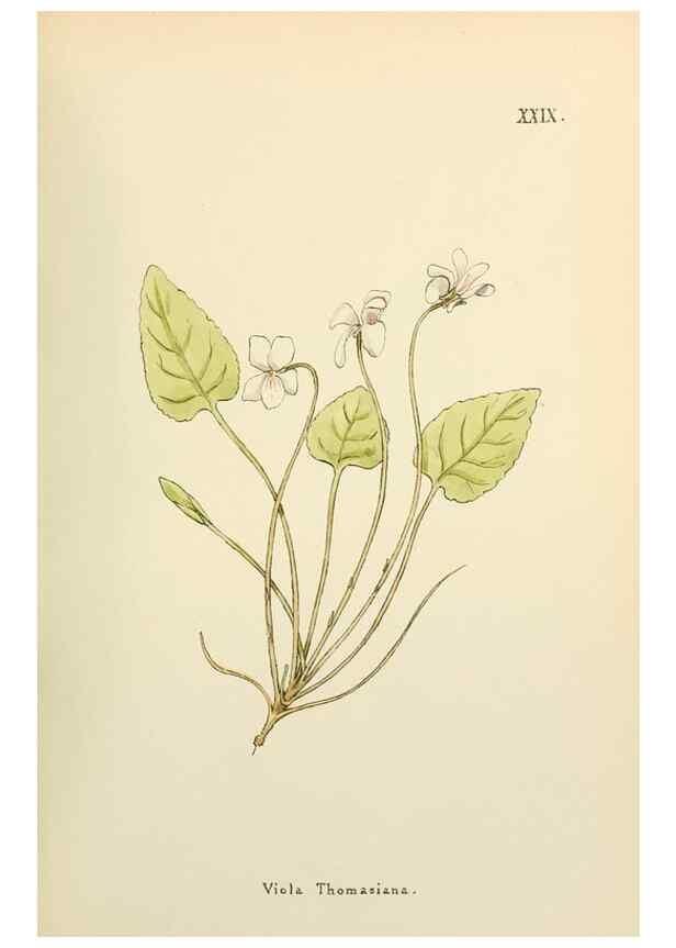 Reproducción/Reproduction 48591818127: Flowers of the Engadine.. Winchester,Printed for the Author by Warren and Son,1891.. 
