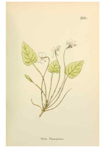 Reproducción/Reproduction 48591818127: Flowers of the Engadine.. Winchester,Printed for the Author by Warren and Son,1891.. 