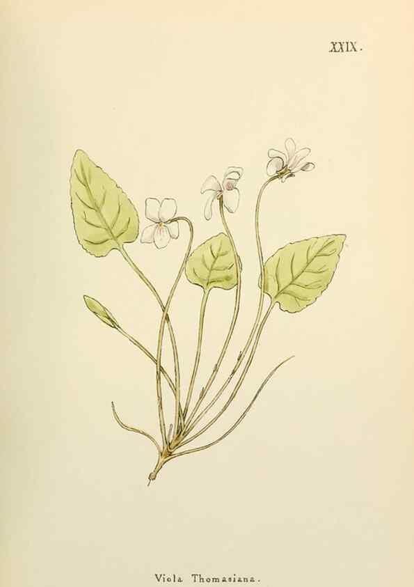 Reproducción/Reproduction 48591818127: Flowers of the Engadine.. Winchester,Printed for the Author by Warren and Son,1891.. 